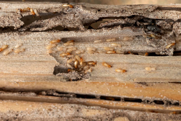 Flea Control Services in Harrington Park, NJ
