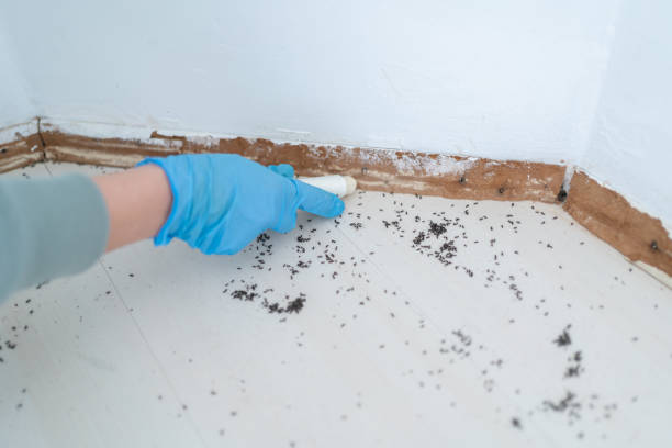 Best Local Pest Control Services  in Harrington Park, NJ